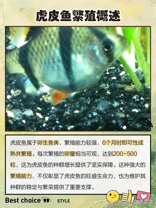 虎皮魚飼養水溫_虎皮魚特征_虎皮魚是什么魚