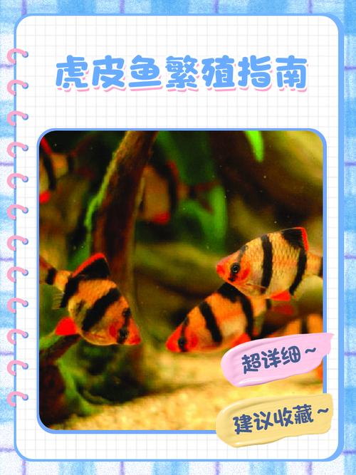 虎皮魚飼養水溫_虎皮魚特征_虎皮魚是什么魚