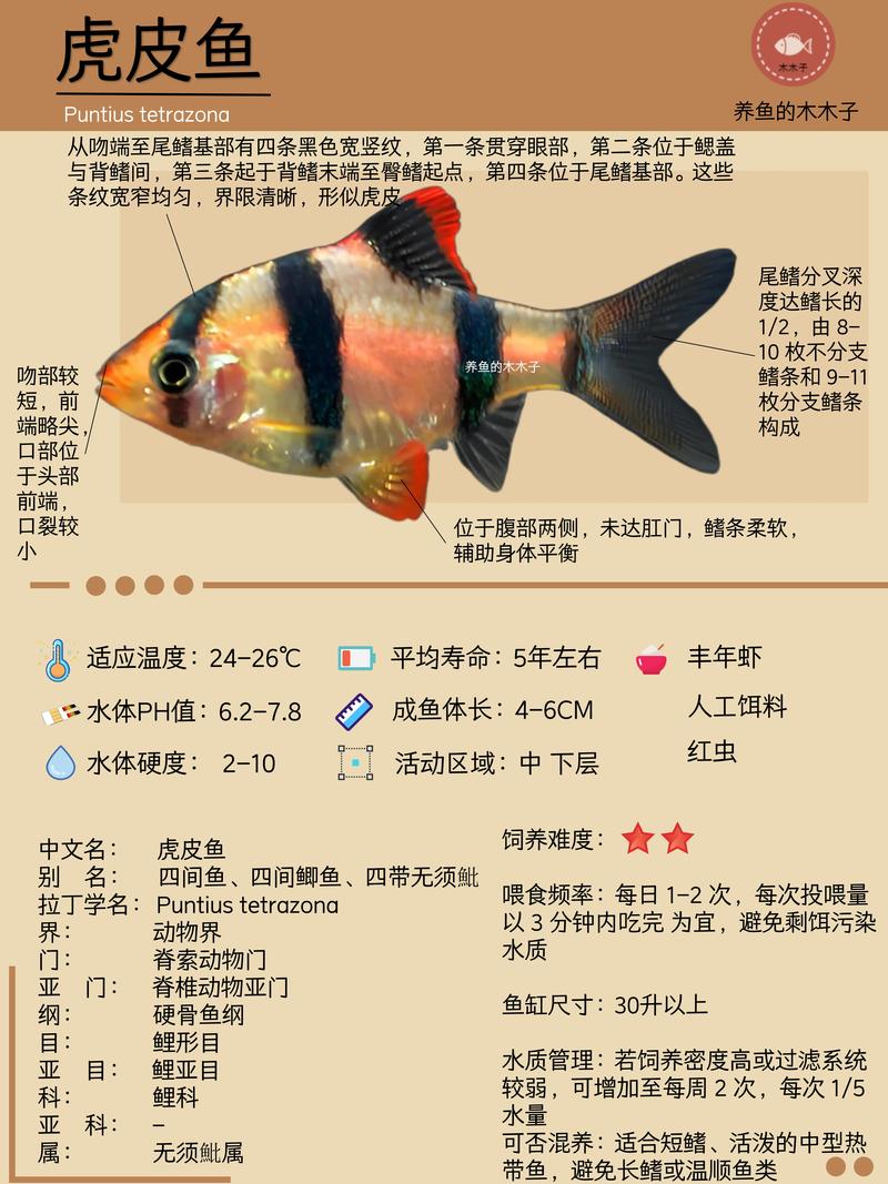虎皮魚吃什么食物_虎皮魚飼養注意事項_虎皮魚是什么魚