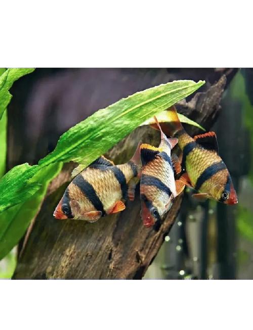 虎皮魚飼養注意事項_虎皮魚是什么魚_虎皮魚吃什么食物