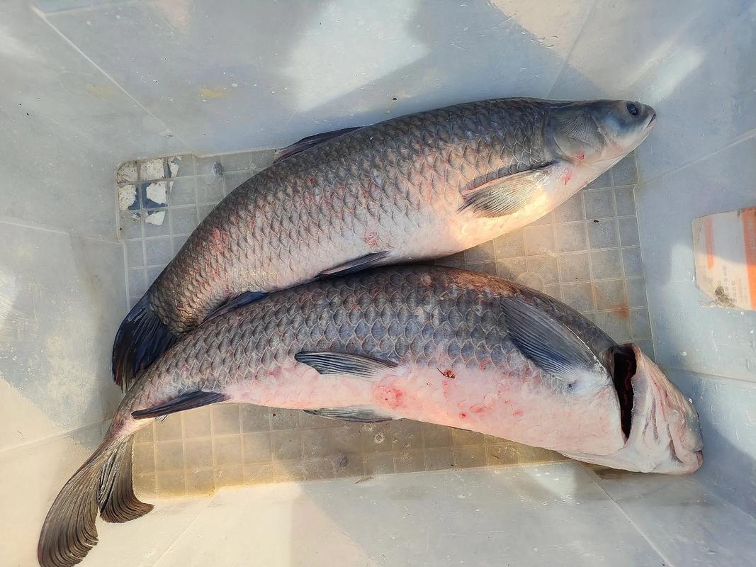 《化紹新釣魚視頻》湖北寺坪水庫搏大青魚必看_湖北寺坪水庫釣翹嘴魚_化紹新釣魚視頻