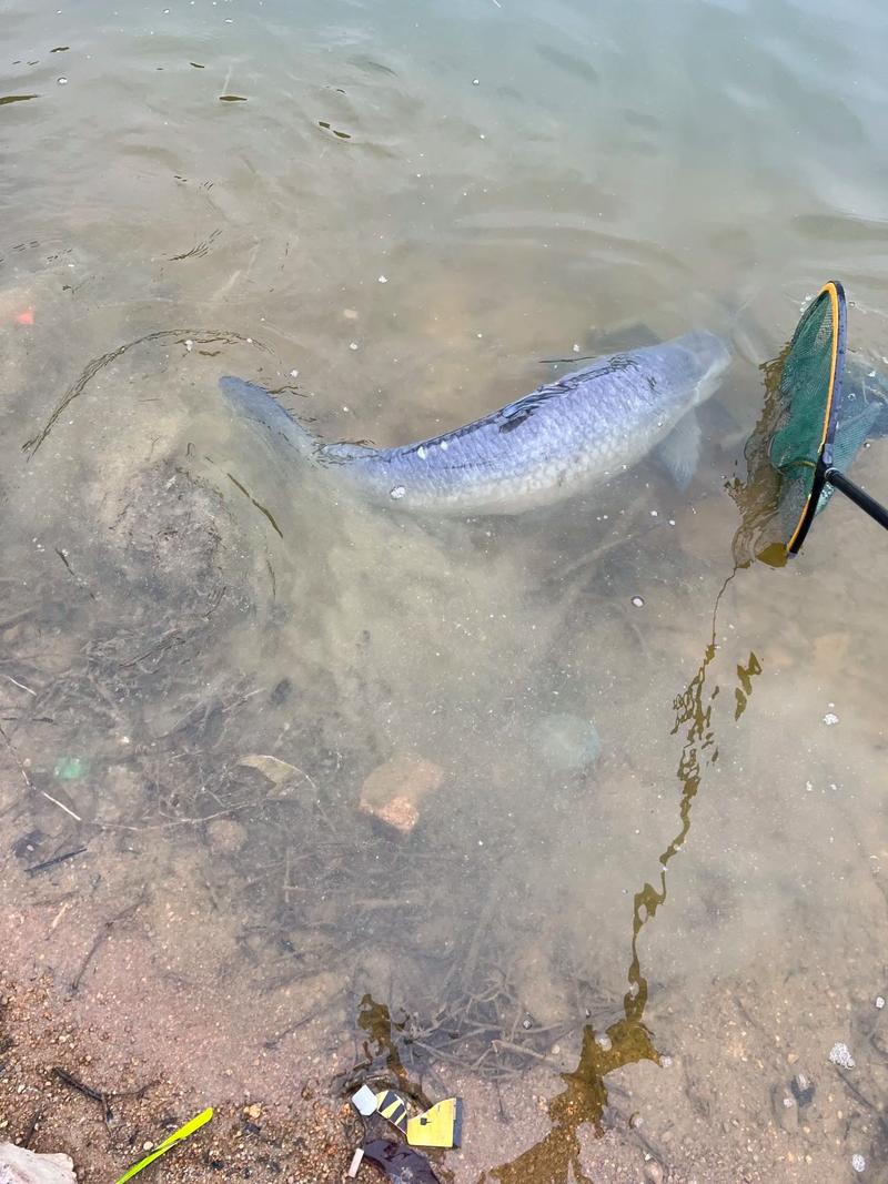 湖北寺坪水庫釣翹嘴魚_化紹新釣魚視頻_《化紹新釣魚視頻》湖北寺坪水庫搏大青魚必看