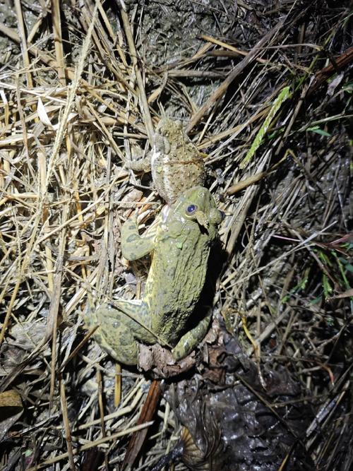 虎紋蛙屬于什么動物類群_虎紋蛙是什么動物_虎紋蛙是三有動物嗎