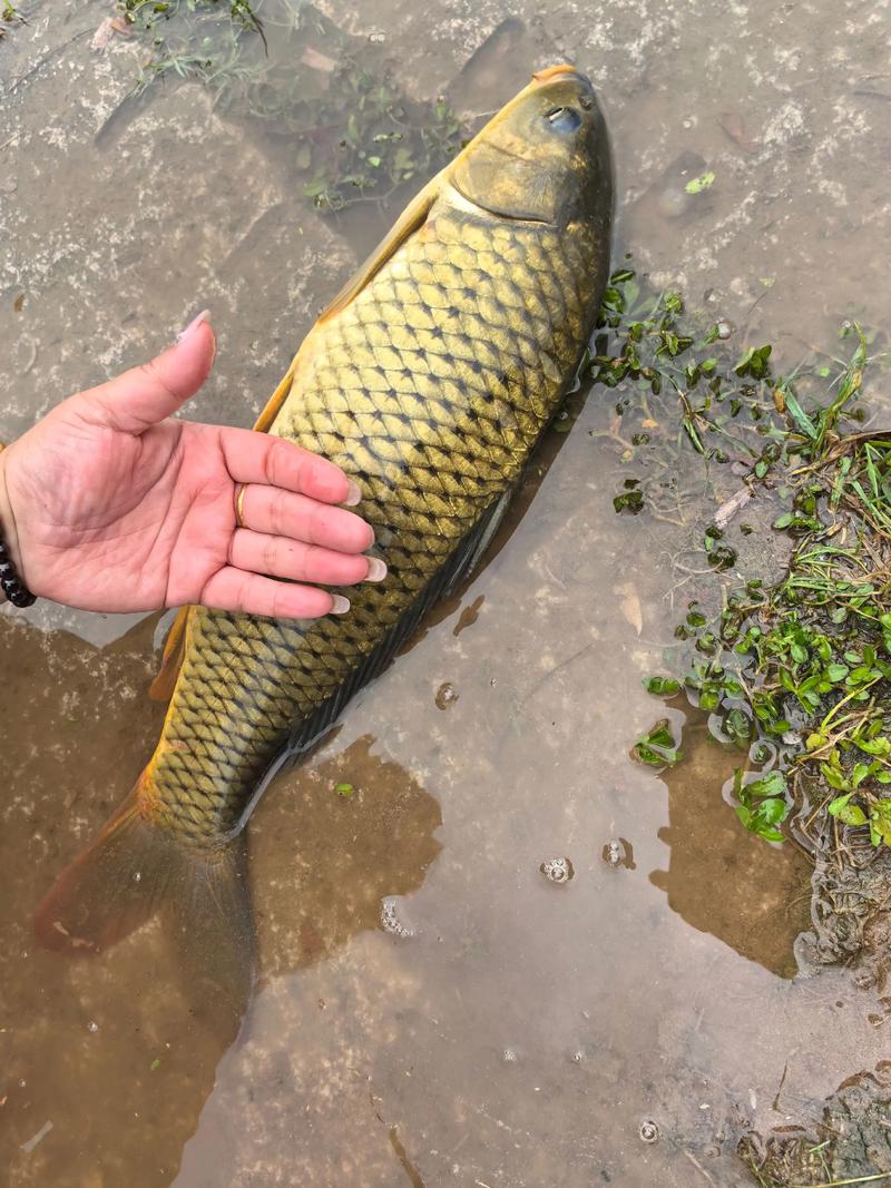 水庫野釣鯉魚視頻_《化紹新釣魚視頻》陌生水庫如何釣鯉魚必看_釣鯉魚視頻真實