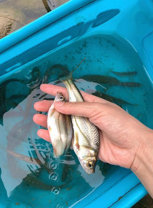 溪流釣釣法_溪流釣可以釣到幾月_《極限釣魚》第三季第8集日本溪流釣出海夜釣