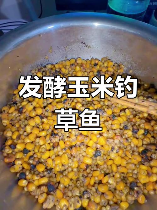 老玉米釣魚配方_老玉米釣青魚_玉米粉釣鰱鳙