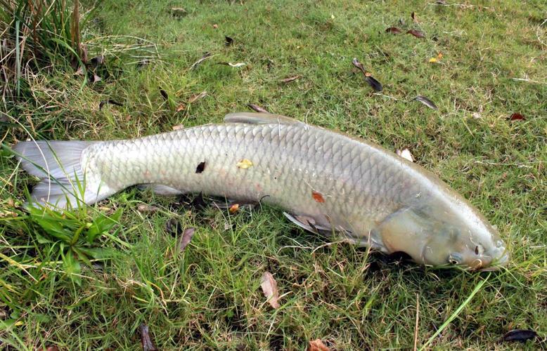 天冷了草魚用什么餌_釣餌草魚天冷好用不_天冷釣草魚用什么餌最好