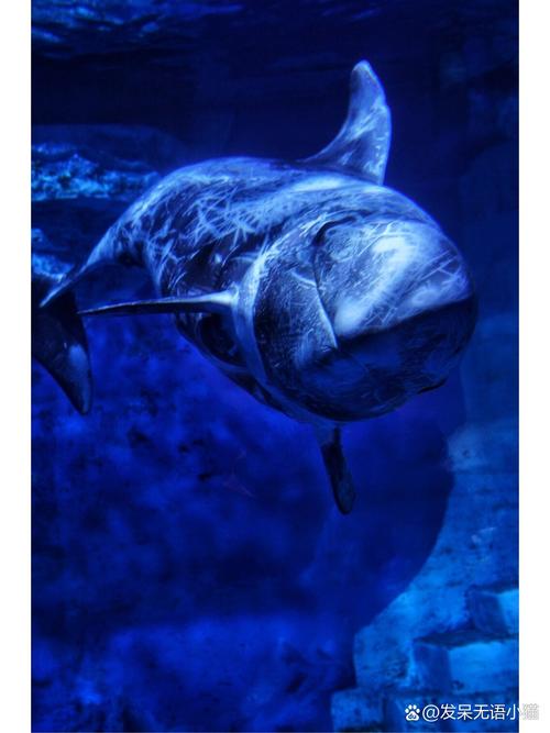 鯨魚花花期_花鯨是什么動物_鯨魚花怎么繁殖種子