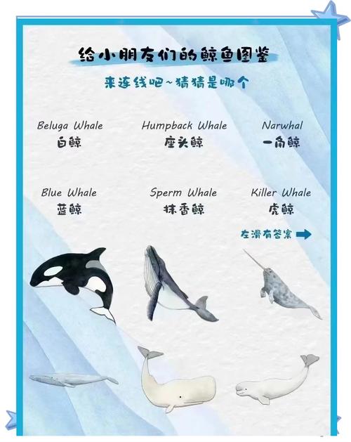 鯨魚花花期_鯨魚花怎么繁殖種子_花鯨是什么動物