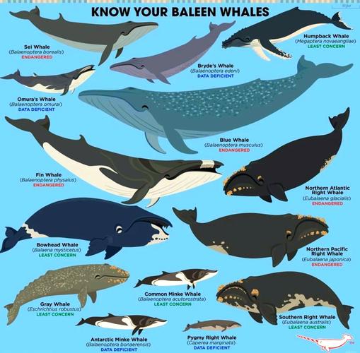 鯨魚花花期_鯨魚花怎么繁殖種子_花鯨是什么動物