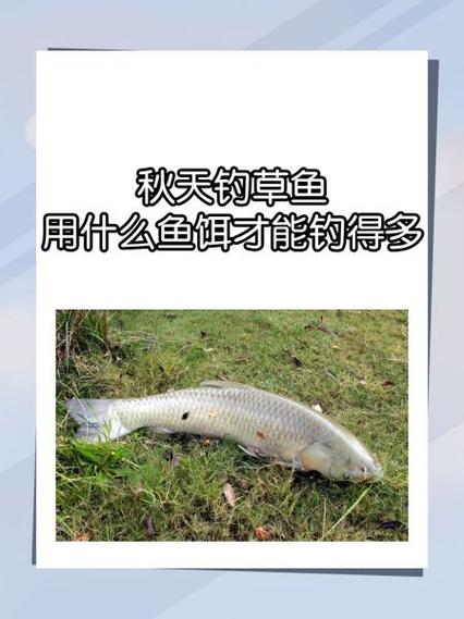 秋季釣草魚用什么餌最好_秋季釣草魚餌料變化規律_草魚深秋發酵餌料配方