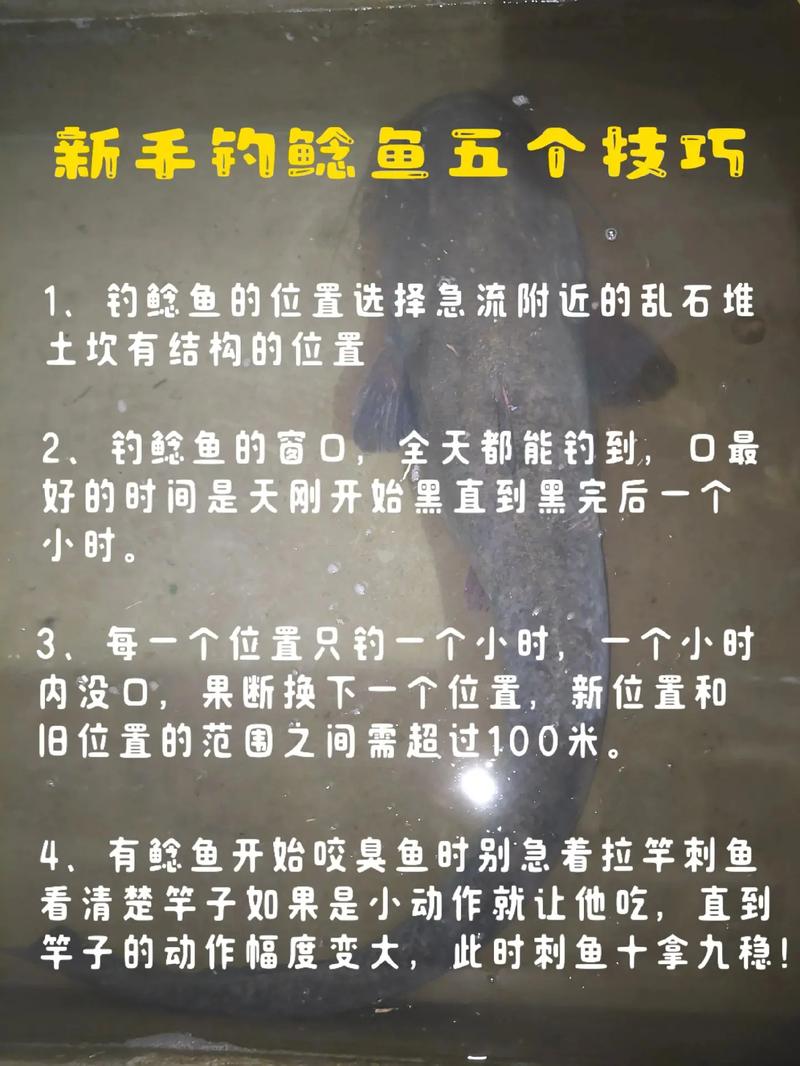 秋季野釣鯰魚_秋季鯰魚怎么釣_秋季海竿釣鯰魚小技巧你掌握了嗎?
