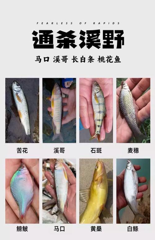 秋季江河釣魚該用什么魚餌?必看_長江釣魚餌料推薦_武漢長江釣魚用什么餌