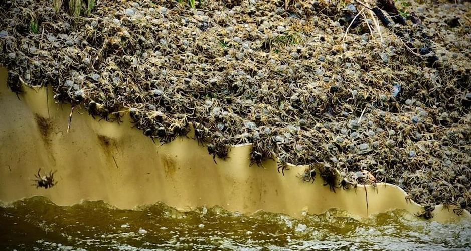 德國海鮮消費習慣_大閘蟹 德國_德國大閘蟹泛濫沒人吃