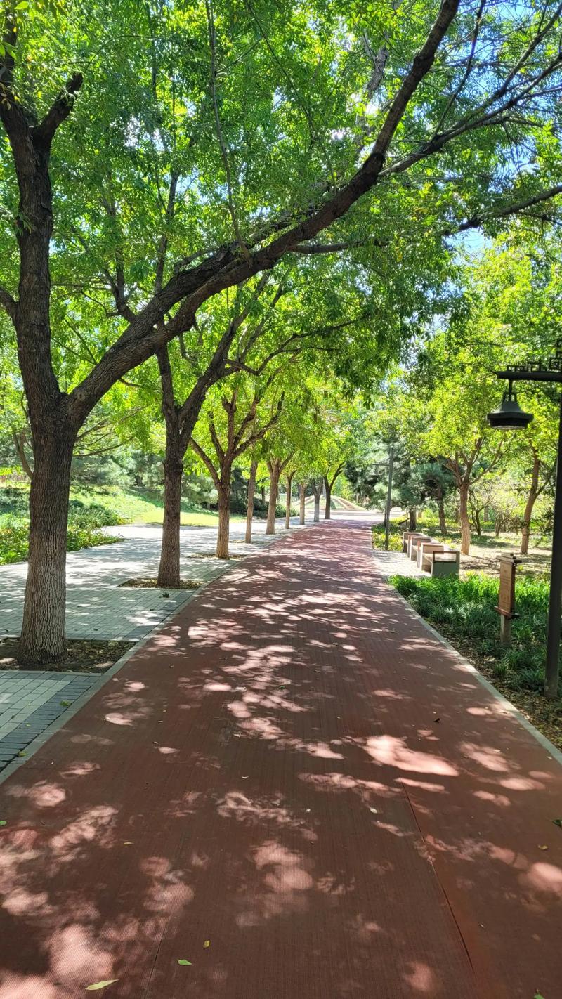 北京大運河森林公園游玩_大運河森林公園 釣魚_大運河森林公園作文