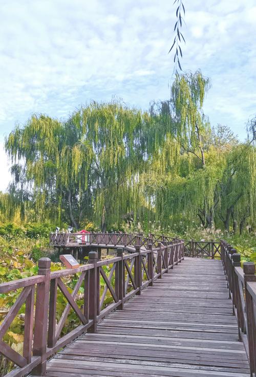 大運河森林公園 釣魚_大運河森林公園作文_北京大運河森林公園游玩