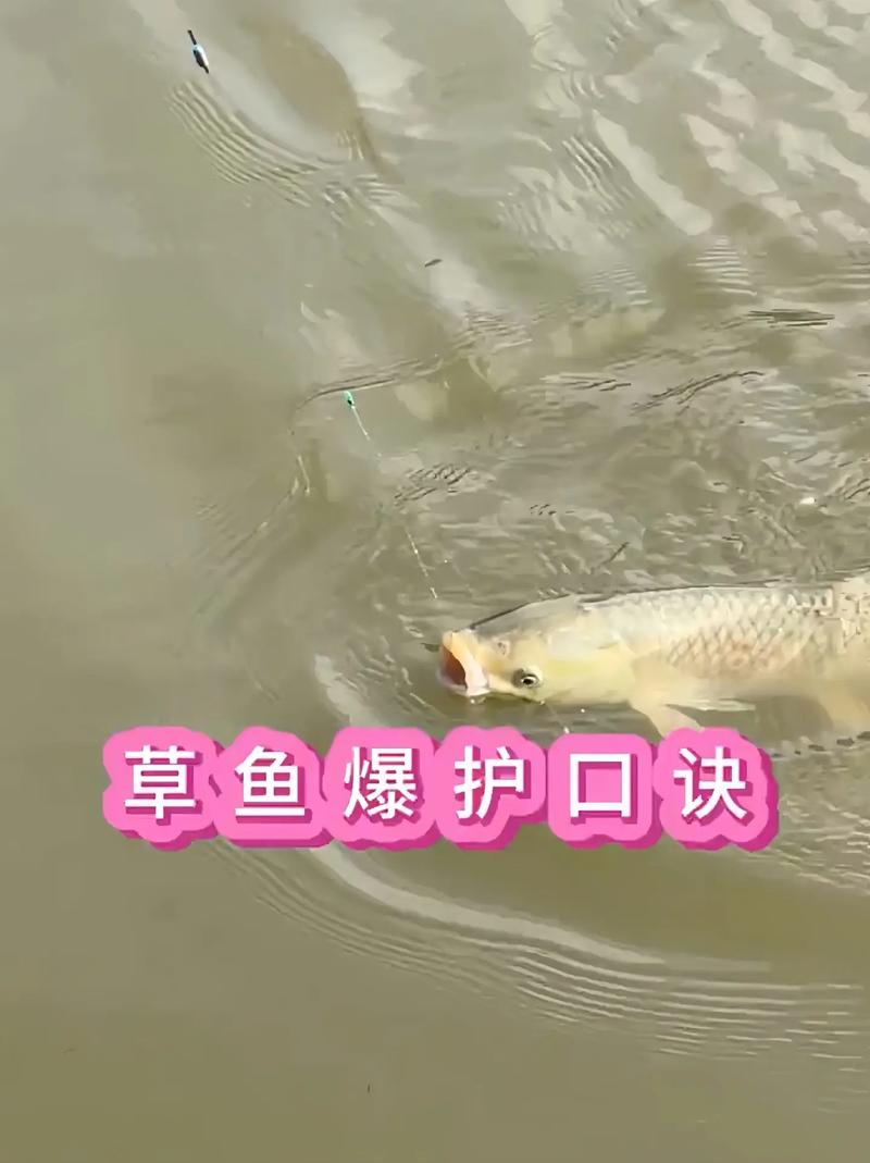 釣草魚的難點與誤區_晚秋釣草魚用什么餌料小魚不鬧窩_秋季釣草魚的新招數