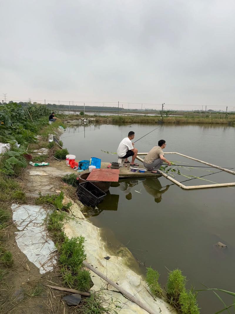 肥東和睦湖國慶開放時間_肥東縣和睦湖表演時間_今天下午再到肥東和睦湖試釣