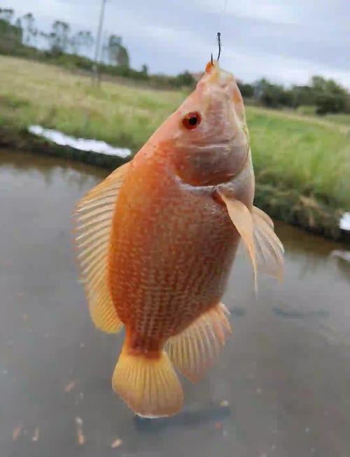 秋季淇澳紅樹林咸淡水先觀后戰自制餌料釣羅非魚_秋季淇澳紅樹林咸淡水先觀后戰自制餌料釣羅非魚_秋季淇澳紅樹林咸淡水先觀后戰自制餌料釣羅非魚