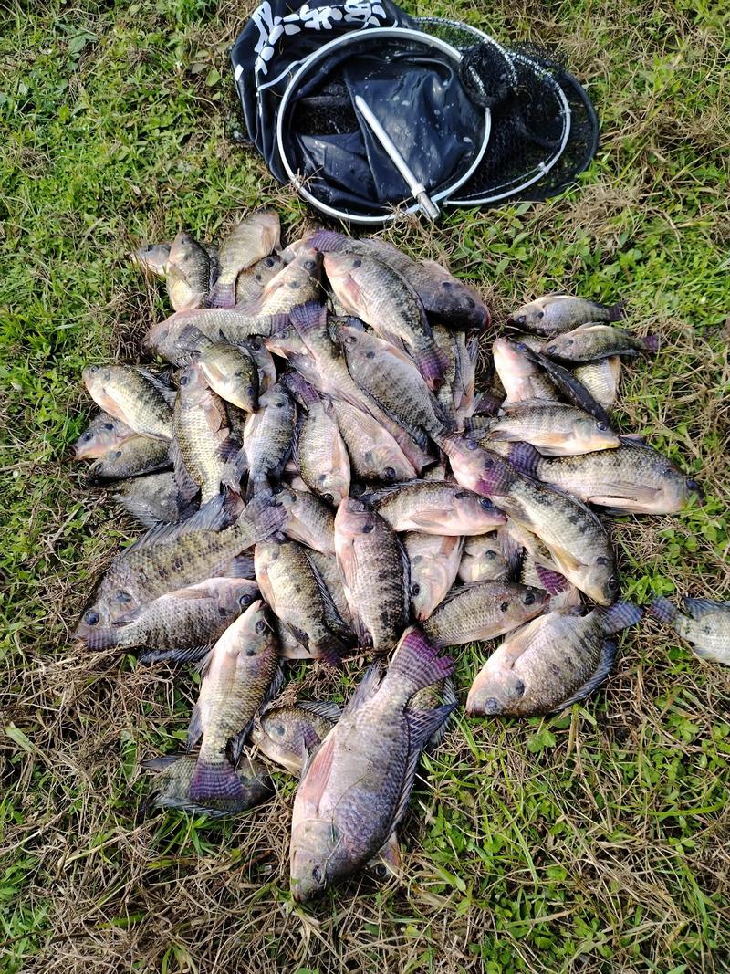 秋季淇澳紅樹林咸淡水先觀后戰自制餌料釣羅非魚_秋季淇澳紅樹林咸淡水先觀后戰自制餌料釣羅非魚_秋季淇澳紅樹林咸淡水先觀后戰自制餌料釣羅非魚