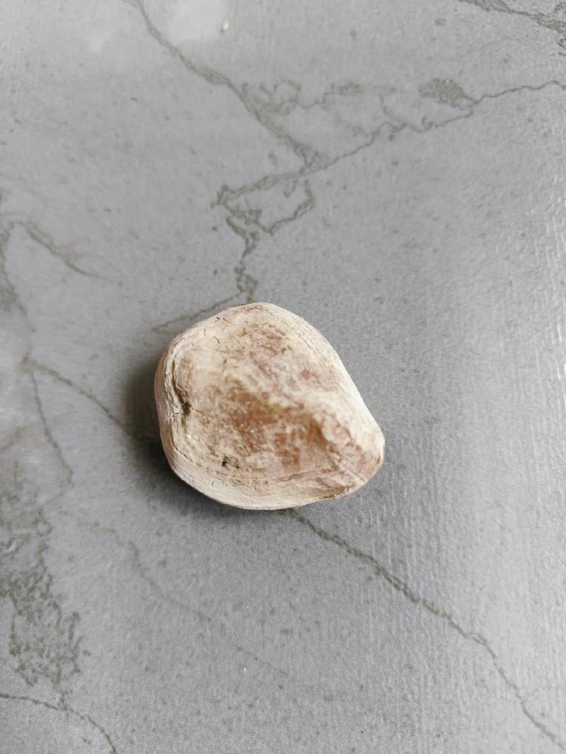 今天終于搞到了夢寐以求的青魚石_青魚石制作過程_青魚石打磨技巧