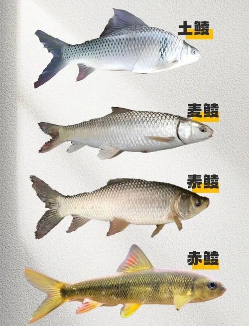 淡水片魚種類圖解_淡水魚種類圖片大全_淡水魚的種類圖片