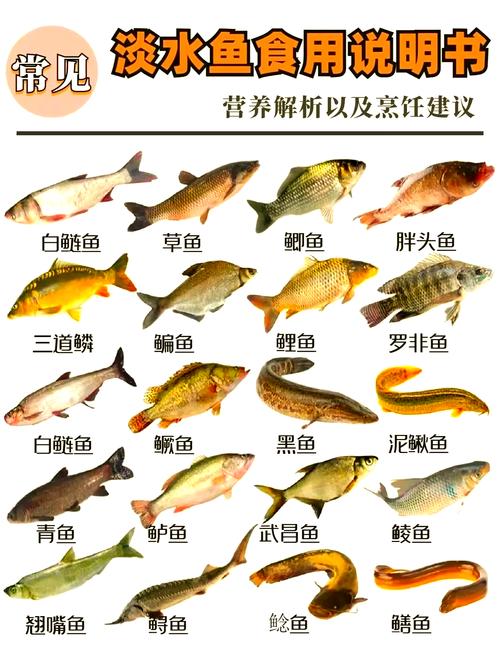 淡水片魚種類圖解_淡水魚種類圖片大全_淡水魚的種類圖片