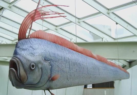 深海白龍王_皇帶魚_皇帶魚是什么魚