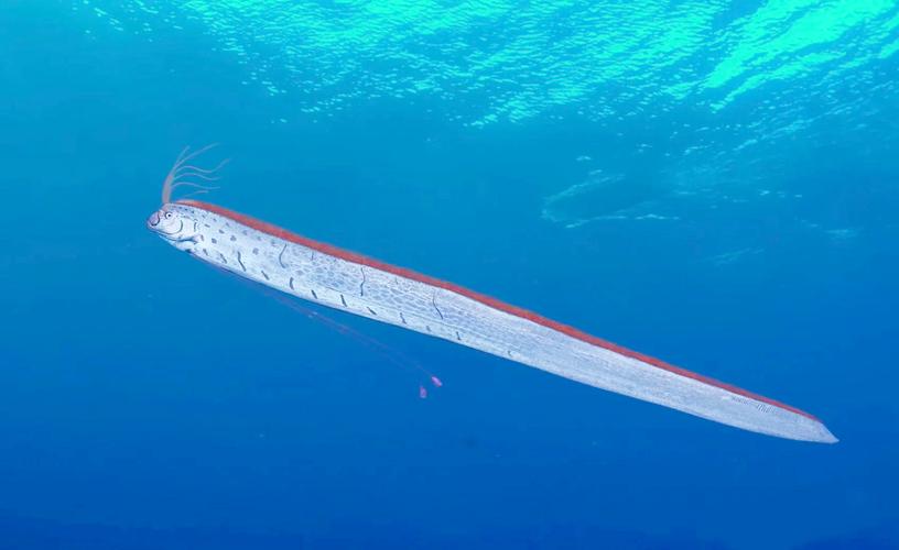 深海白龍王_皇帶魚_皇帶魚是什么魚