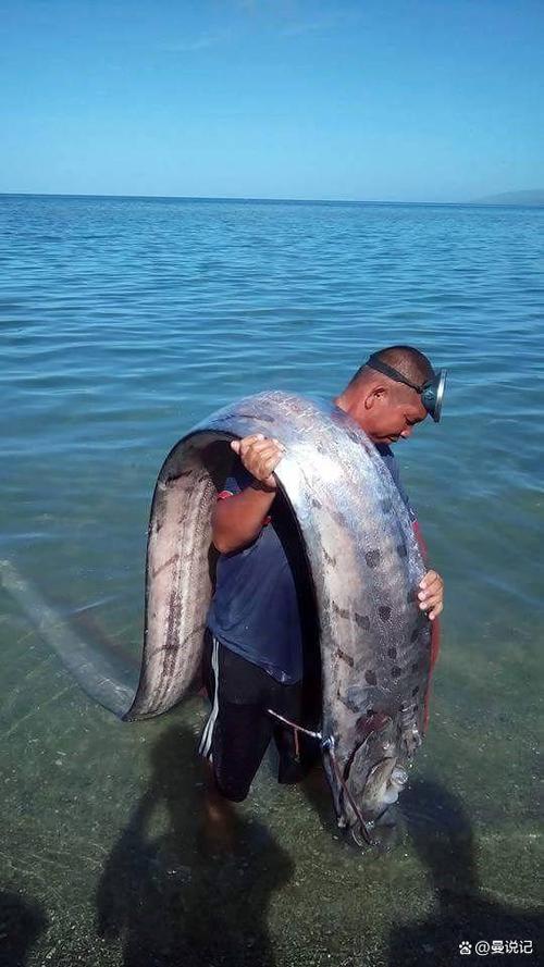 皇帶魚_深海白龍王_皇帶魚是什么魚