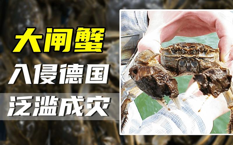 中國大閘蟹德國泛濫成災？揭秘百年遷徙史與兩全其美解決之道