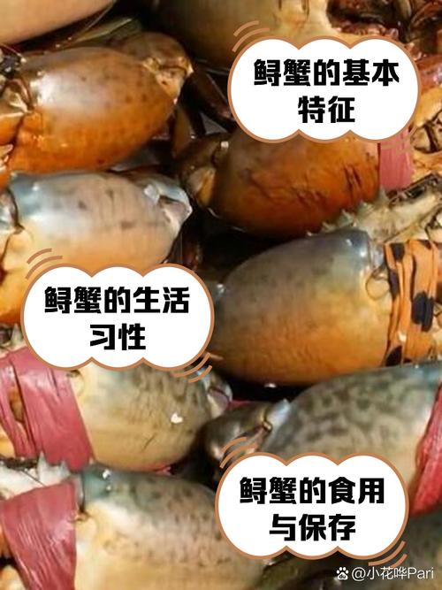 德國 大閘蟹_中國大閘蟹在德國泛濫_德國大閘蟹出售給華人餐館