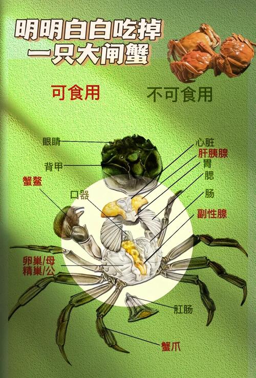 德國大閘蟹泛濫圖片_德國大閘蟹預售模式_德國大閘蟹通過雙重檢疫