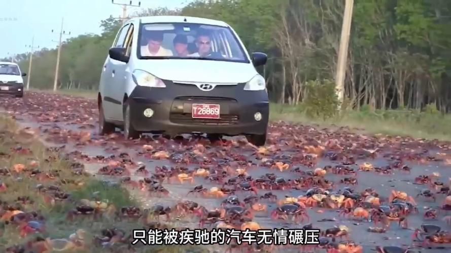 德國大閘蟹對環境的影響_大閘蟹德國泛濫問題_德國 大閘蟹