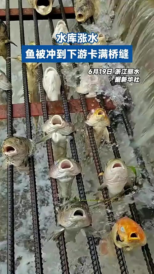 漢江流水釣魚技巧_深秋水位上漲魚群活動規律_深秋湖北漢江漲水釣魚技巧