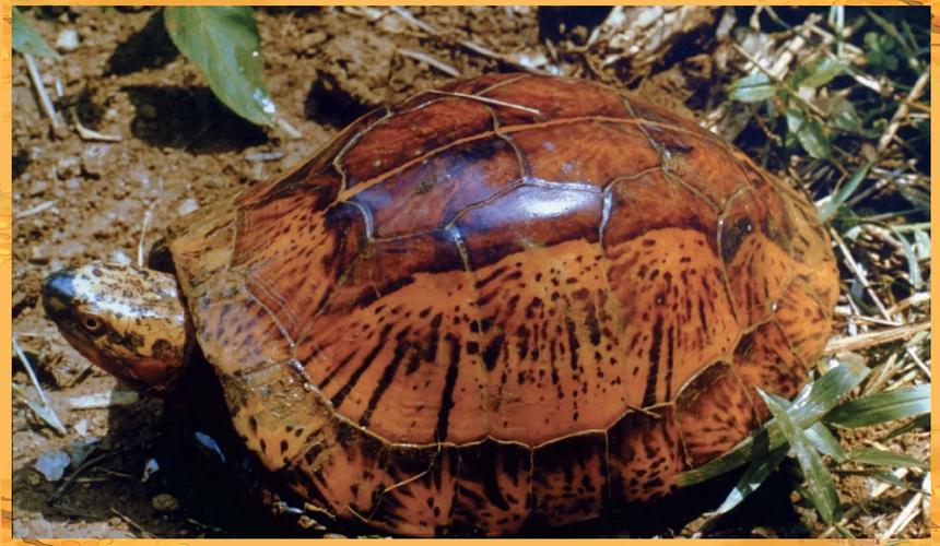 黃額閉殼龜是什么龜_龜殼是黃的是什么品種_黃額閉殼龜為什么越大越便宜