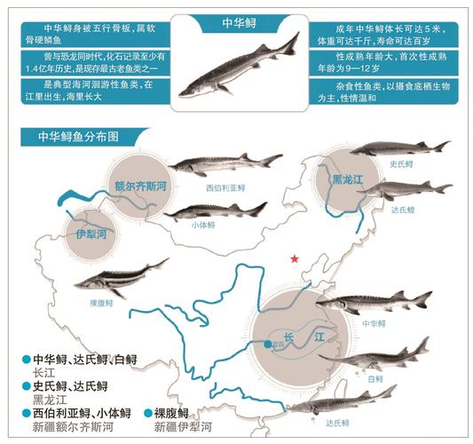 中華鱘的棲息地分布范圍主要在哪里_長江水質監測_中華鱘人工增殖放流