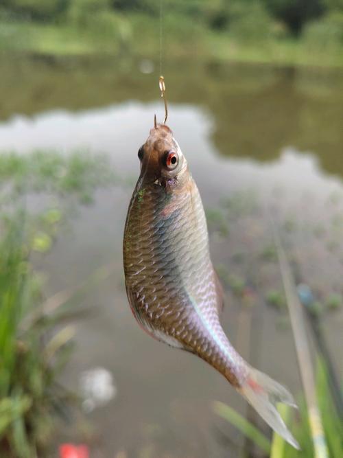 夢見自己在大雨中釣魚_夢見雨中釣魚是什么意思_夢見釣魚時下大雨