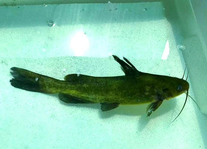 黃蜂魚營養價值_黃蜂魚功效作用_黃蜂魚是什么魚