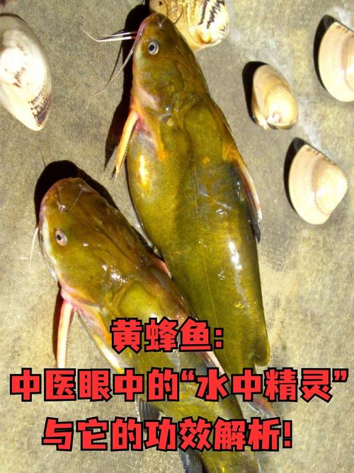 黃蜂魚功效作用_黃蜂魚營養價值_黃蜂魚是什么魚