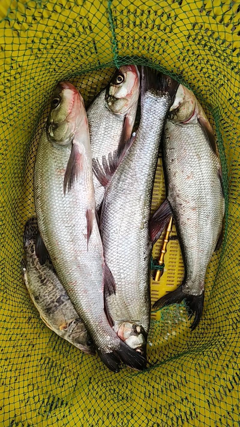 路亞釣魚視頻野釣實戰_《路亞視頻》釣友自然水域擒獲翹嘴必看_路亞視頻野釣