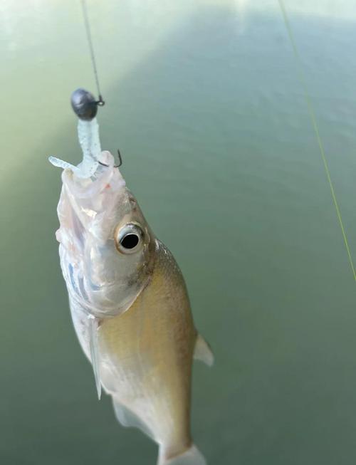 路亞釣魚視頻野釣實戰_路亞視頻野釣_《路亞視頻》釣友自然水域擒獲翹嘴必看