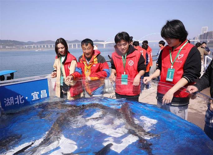 中華鱘的棲息地分布范圍主要在哪里_中華鱘增殖放流活動 宜昌 中華鱘保護