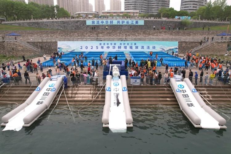 中華鱘增殖放流活動 宜昌 中華鱘保護_中華鱘的棲息地分布范圍主要在哪里