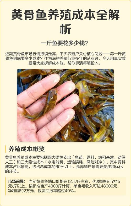 黃骨魚多少錢一斤_黃骨魚黃骨魚_骨魚和黃骨魚有什么區別