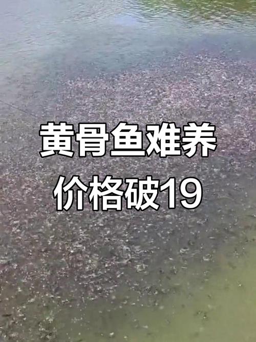 黃骨魚多少錢一斤_骨魚和黃骨魚有什么區別_黃骨魚黃骨魚