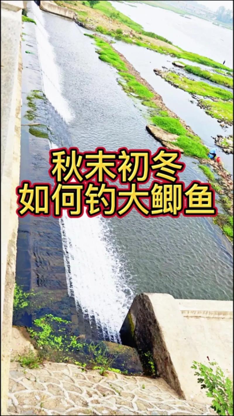 秋末初冬釣魚技巧總結_秋末初冬釣鯽魚技巧_釣淺水升溫階段鯽魚攻略