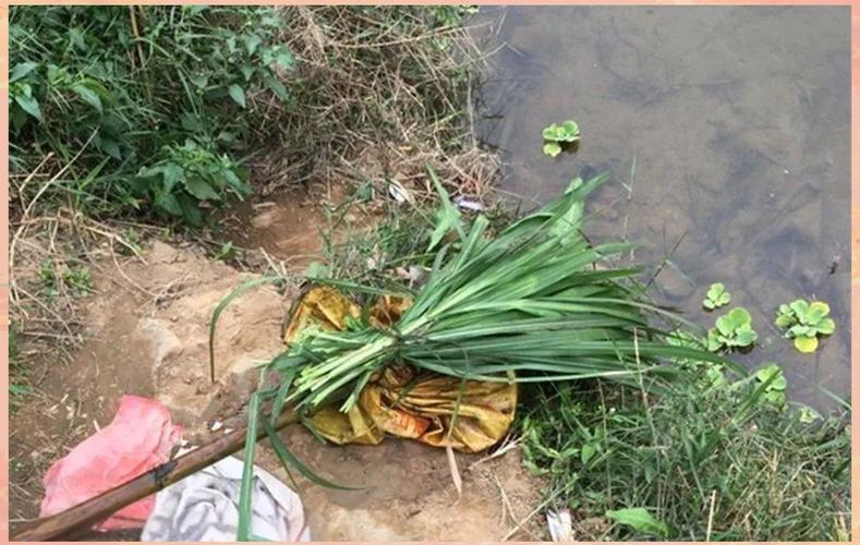 草魚打窩位置選擇_釣草魚打窩技巧_釣草魚用什么餌料效果好河里