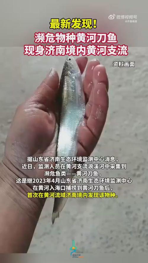 黃河魚照片_黃河圖片刀魚大全_黃河刀魚圖片