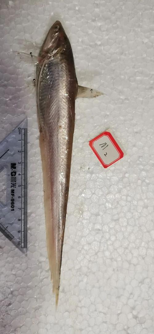 黃河魚照片_黃河圖片刀魚大全_黃河刀魚圖片